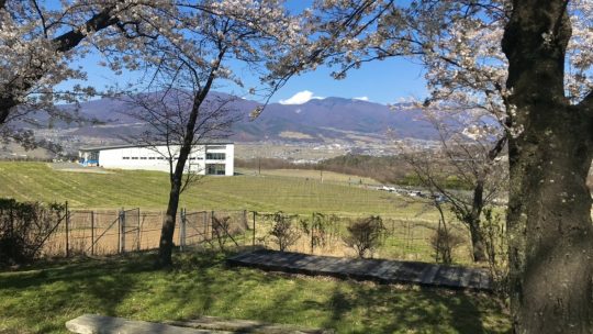 春の椀子ワイナリーを訪ねました